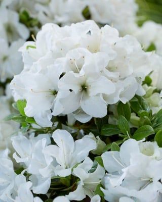 Witte azalea