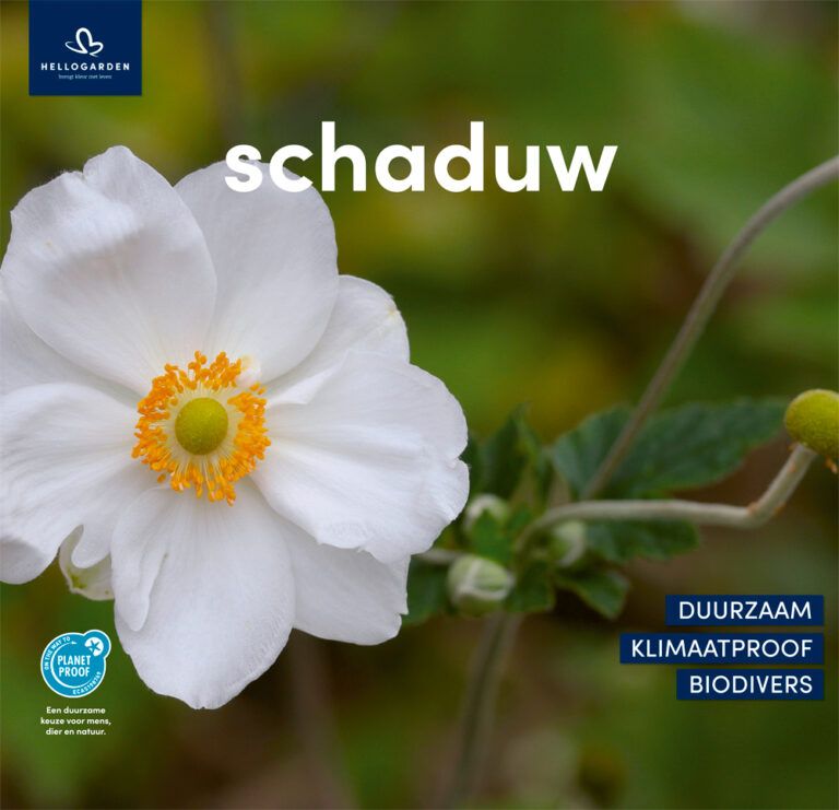 Witte anemoon, een schaduwplant