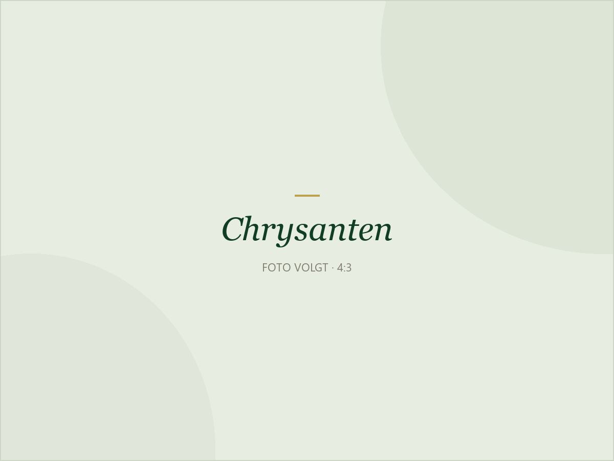 Bolchrysanten in de kwekerij